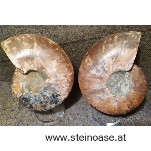 Ammonite Nr.4 - links